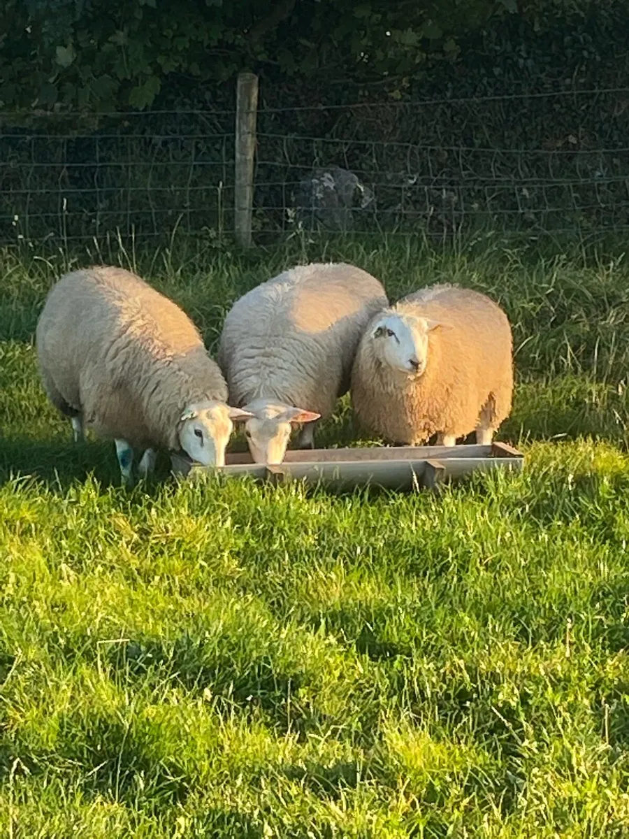 Belclare Ram Lambs - Image 2