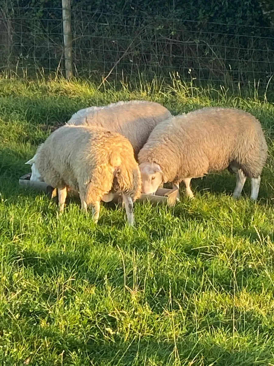 Belclare Ram Lambs - Image 3
