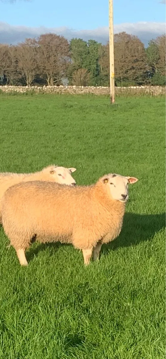 Belclare Ram Lambs - Image 1
