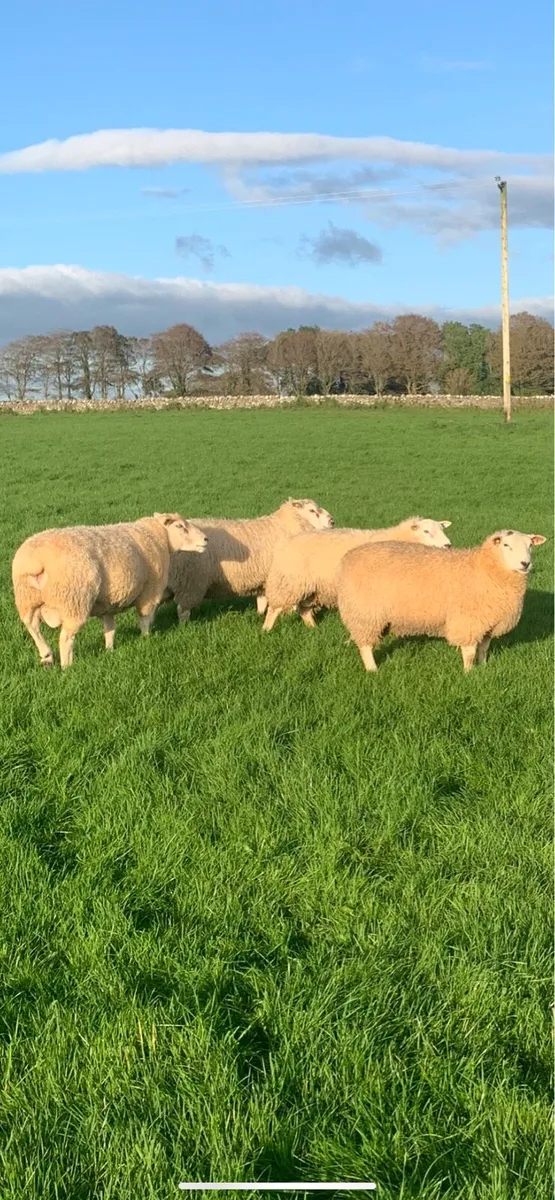 Belclare Ram Lambs - Image 4