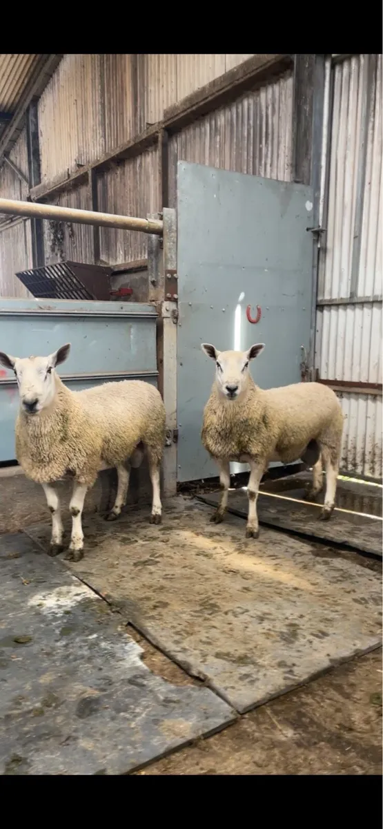 Aberfield Rams - Image 1