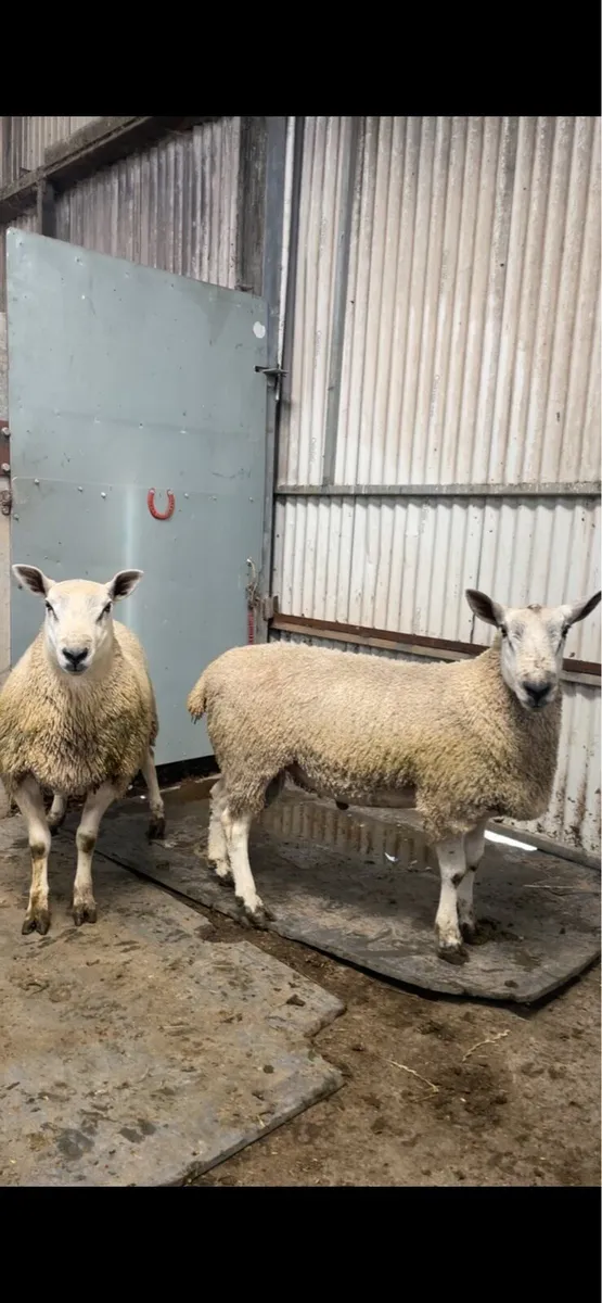 Aberfield Rams - Image 3