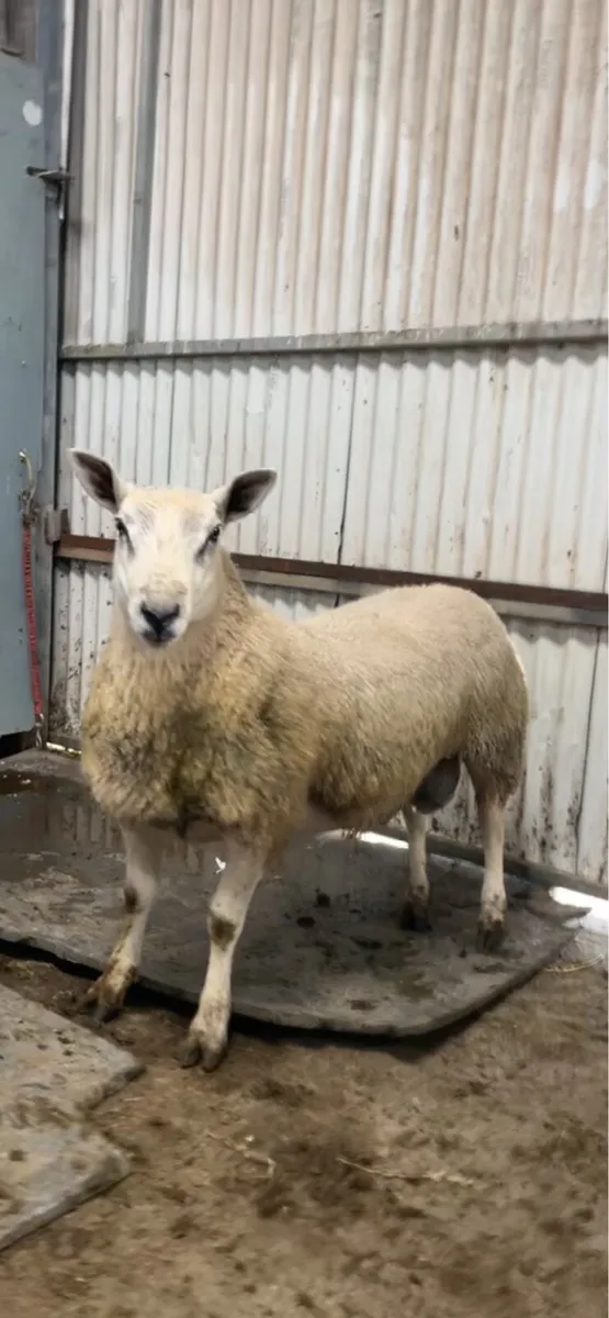 Aberfield Rams - Image 4