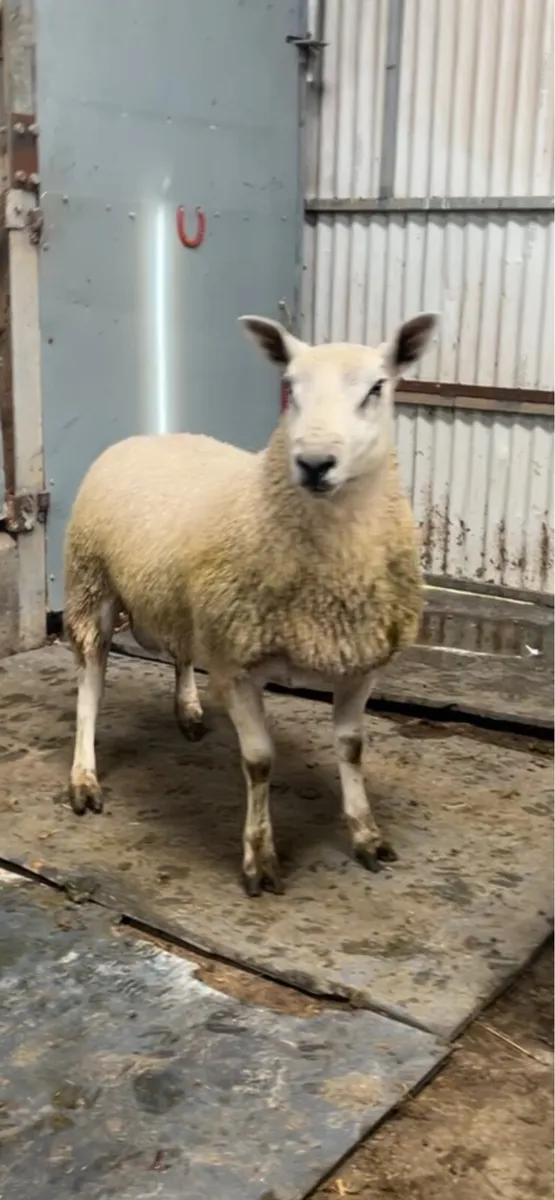 Aberfield Rams - Image 2