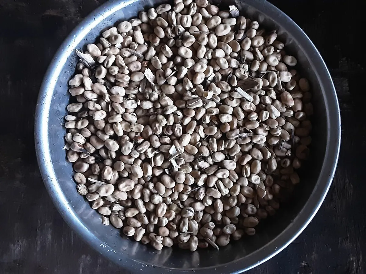 Grain - Image 1