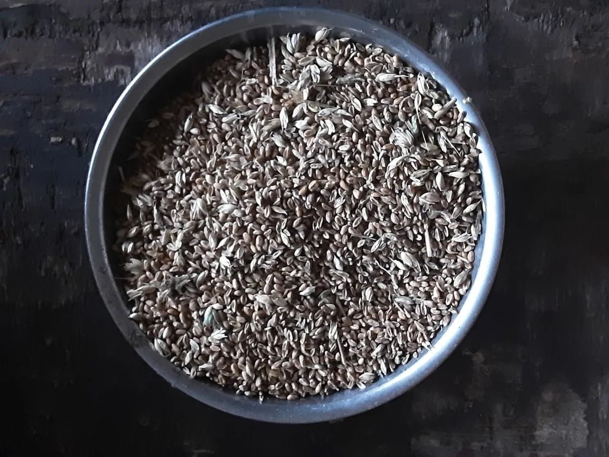 Grain - Image 3