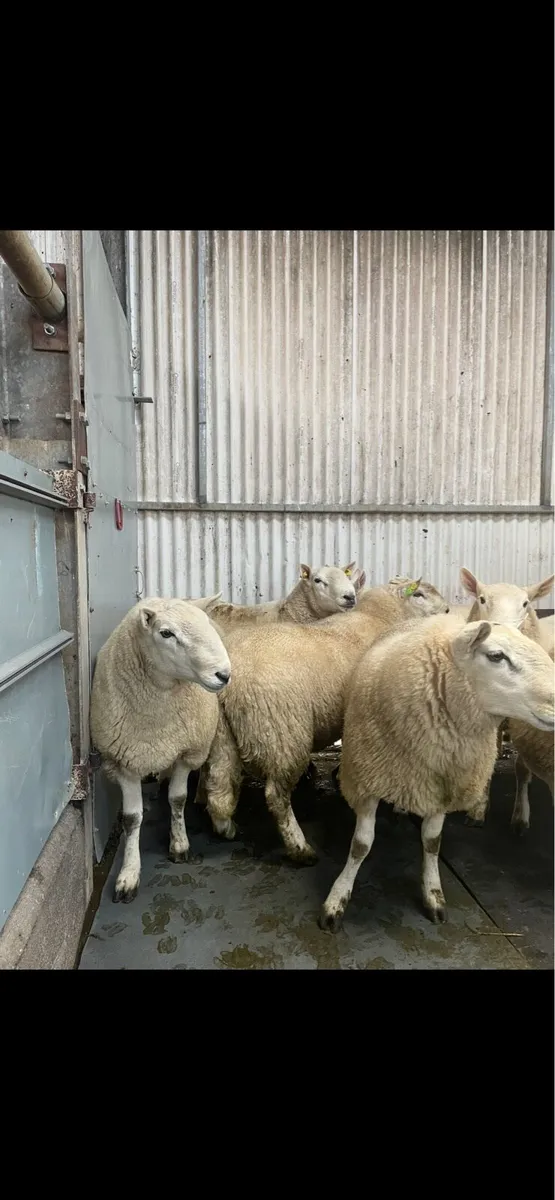 Cheviot rams - Image 1