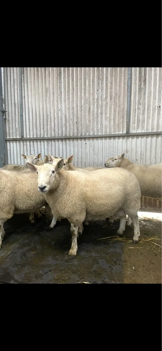 Cheviot rams - Image 2