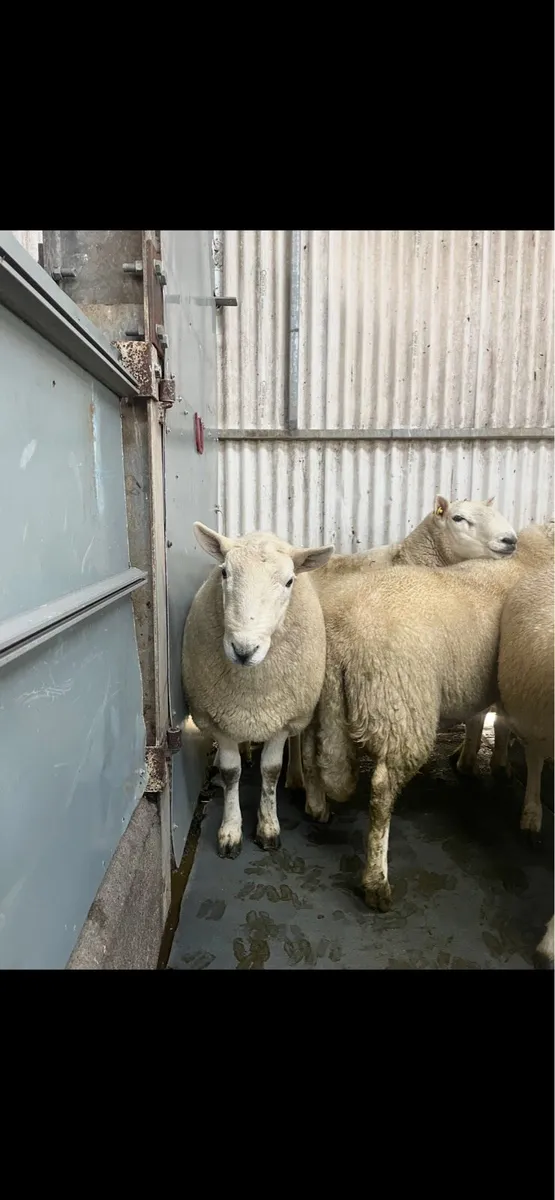 Cheviot rams - Image 3