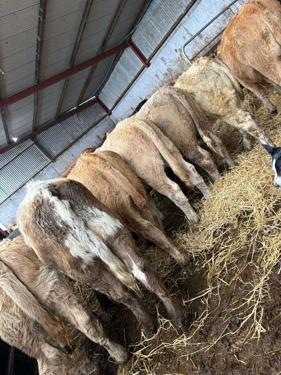 12 outstanding Charolais heifers - Image 1