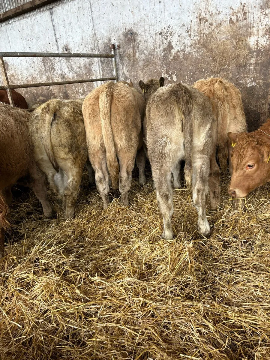 12 outstanding Charolais heifers - Image 2