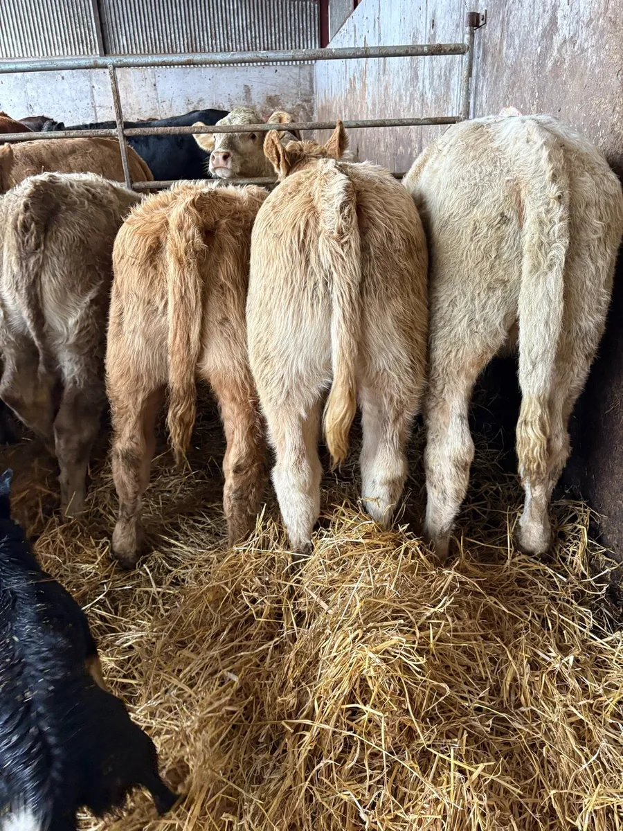 12 outstanding Charolais heifers - Image 3