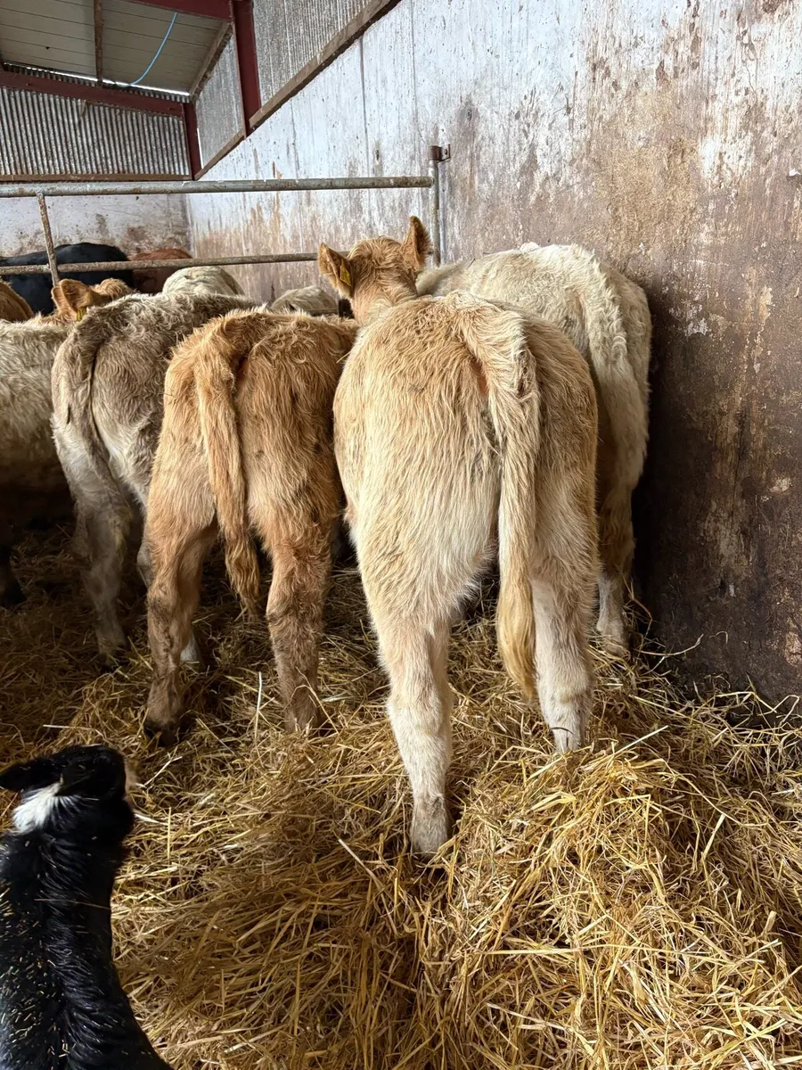 12 outstanding Charolais heifers - Image 4