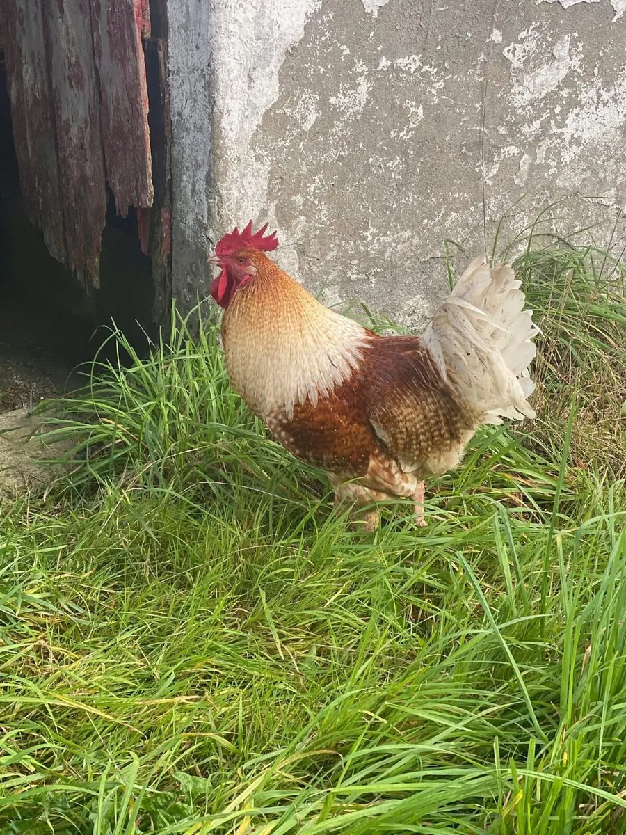 Roosters - Image 1