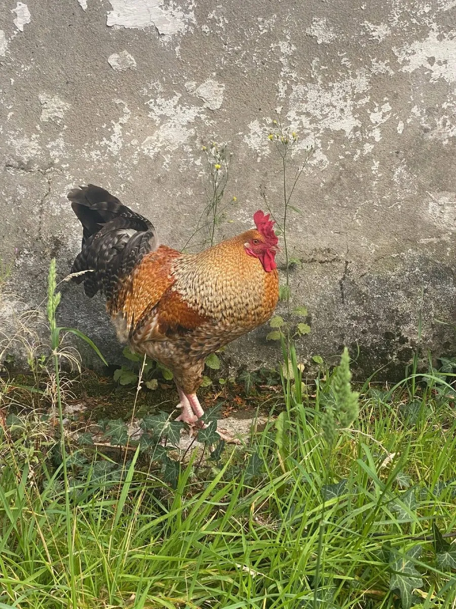 Roosters - Image 2