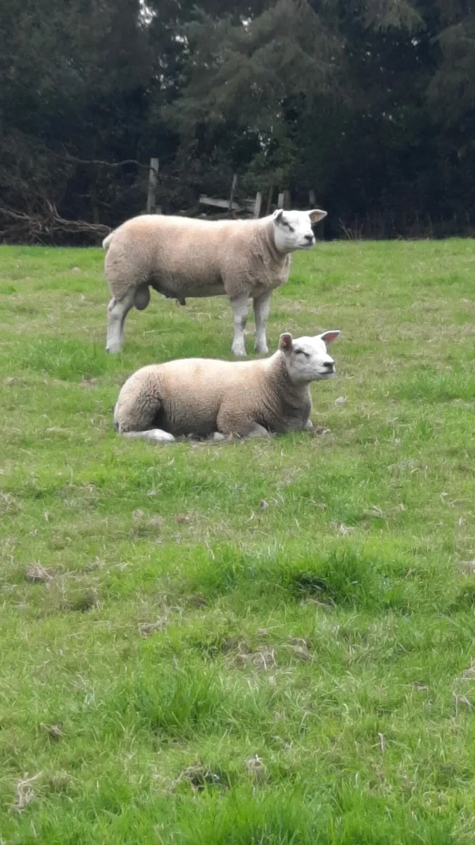 Sis texel ram lamb's for sale - Image 1
