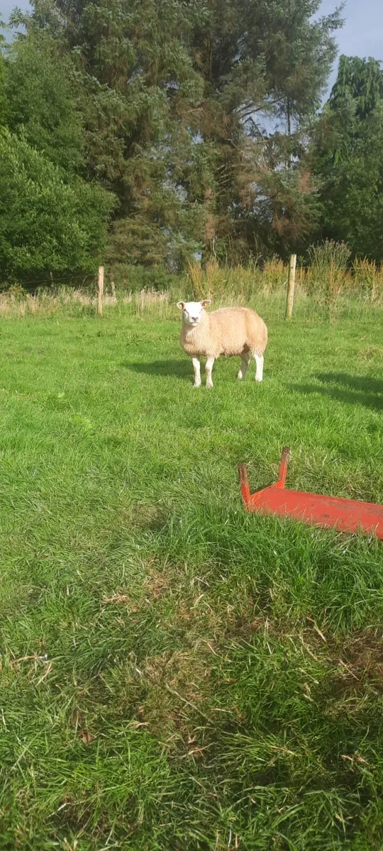 Sis texel ram lamb's for sale - Image 2