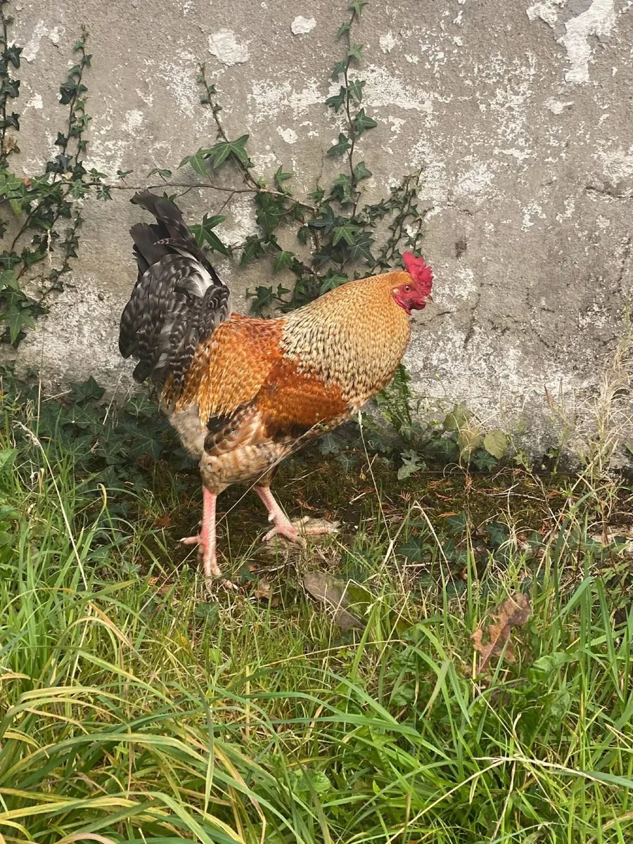 Roosters - Image 3