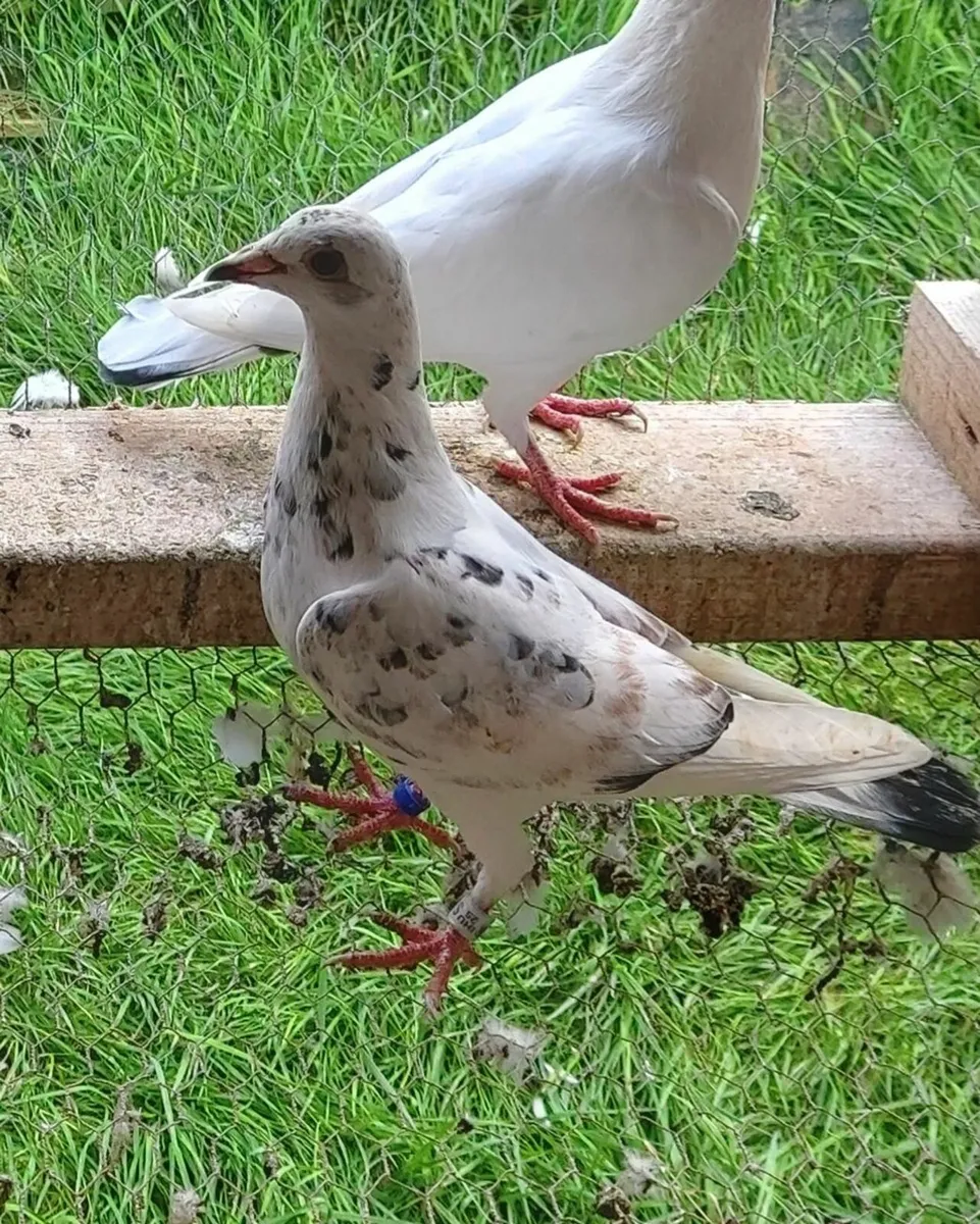 Pigeons - Image 2