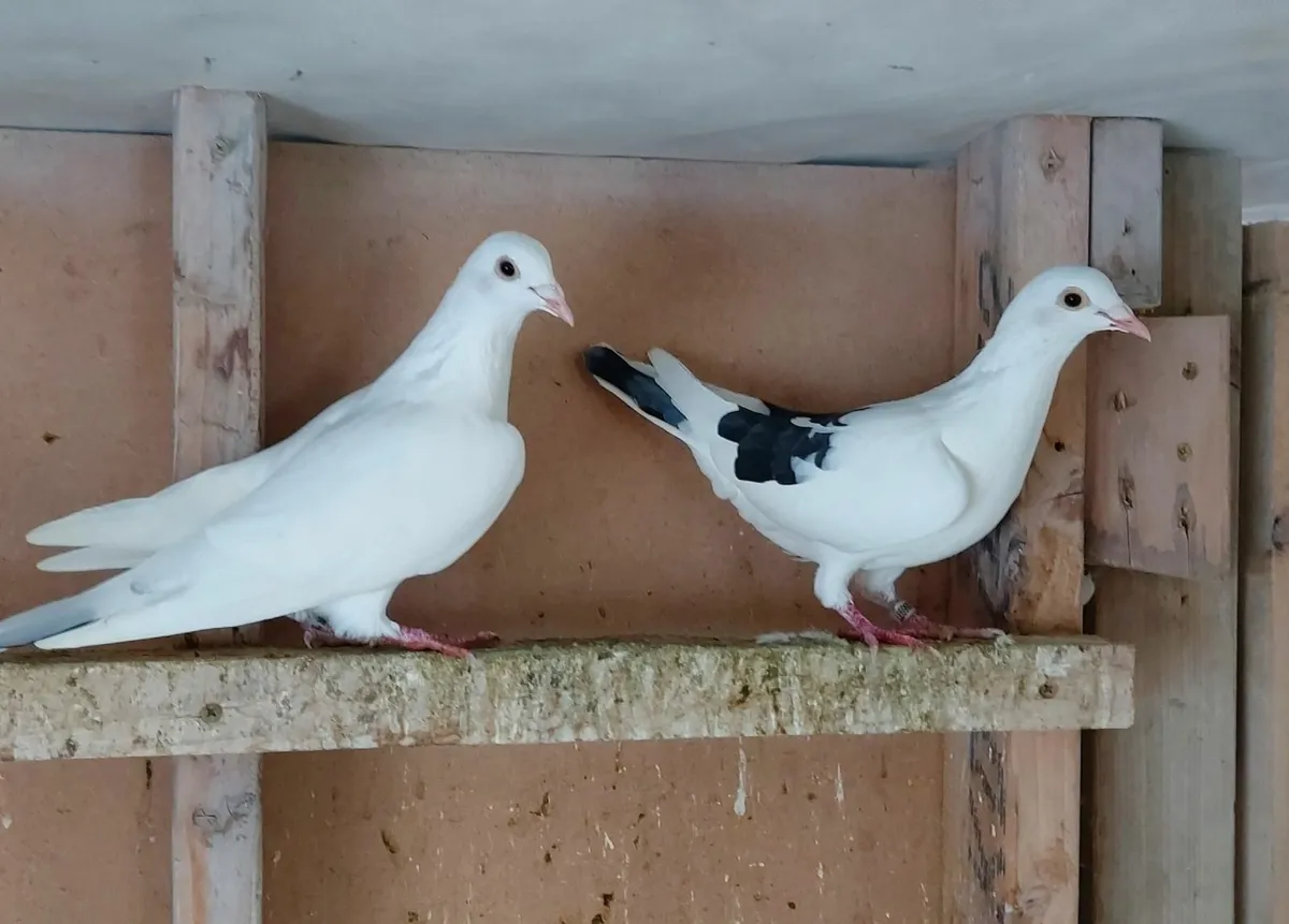 Pigeons - Image 1