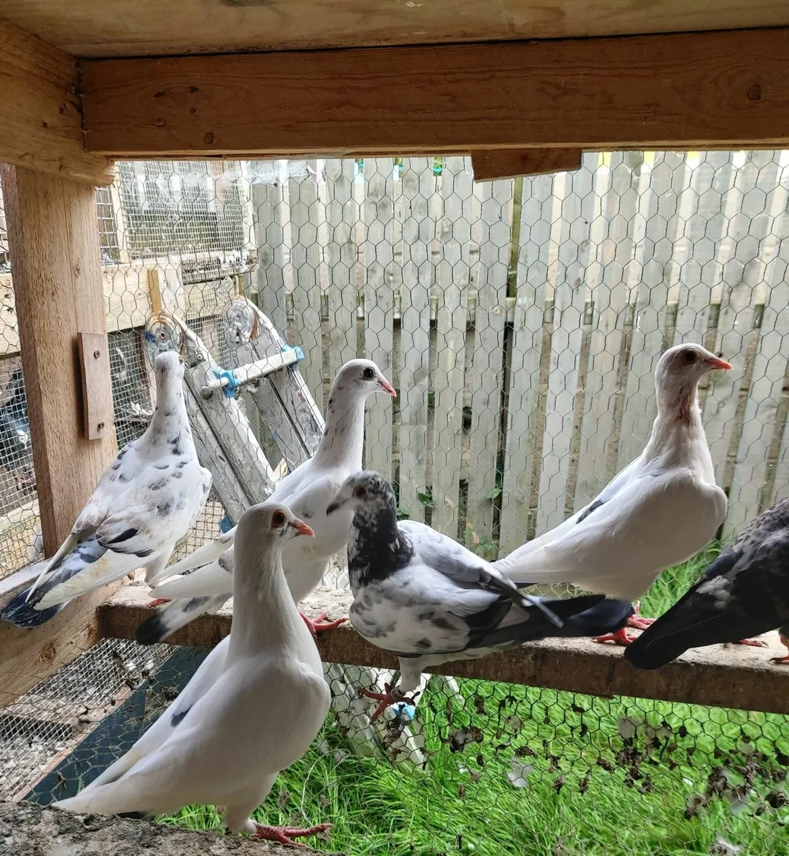 Pigeons - Image 3