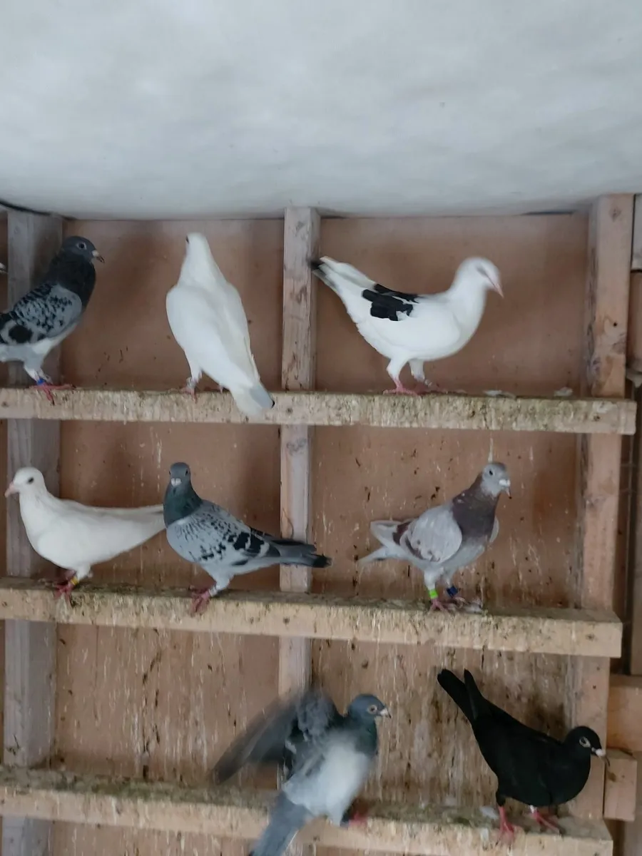 Pigeons - Image 4