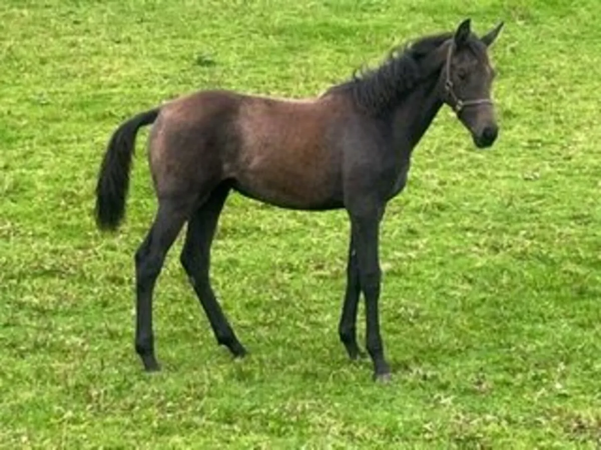 SIEC Livello Filly Foal - Lot 71 Gorsebridge - Image 2