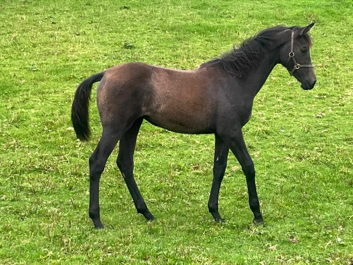 SIEC Livello Filly Foal - Lot 71 Gorsebridge - Image 3