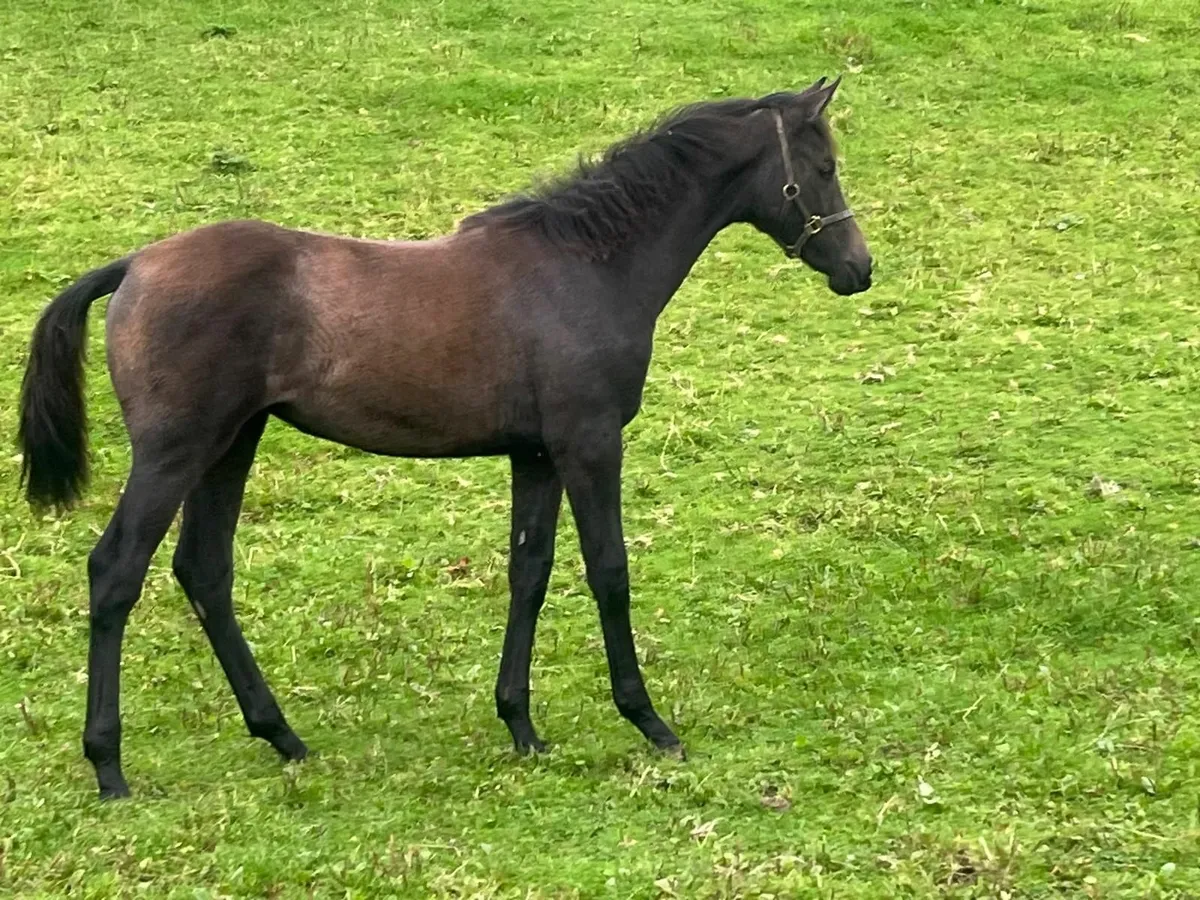 SIEC Livello Filly Foal - Lot 71 Gorsebridge - Image 1