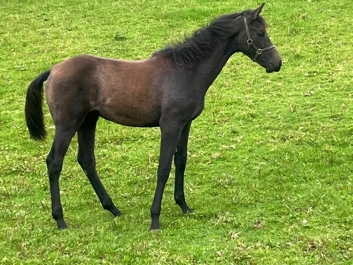 SIEC Livello Filly Foal - Lot 71 Gorsebridge - Image 4