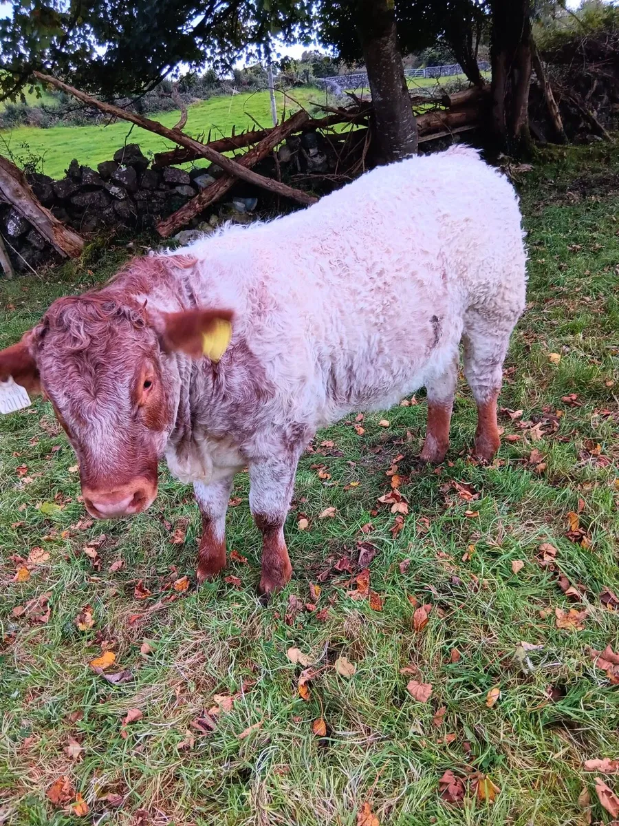 Roan heifer - Image 1