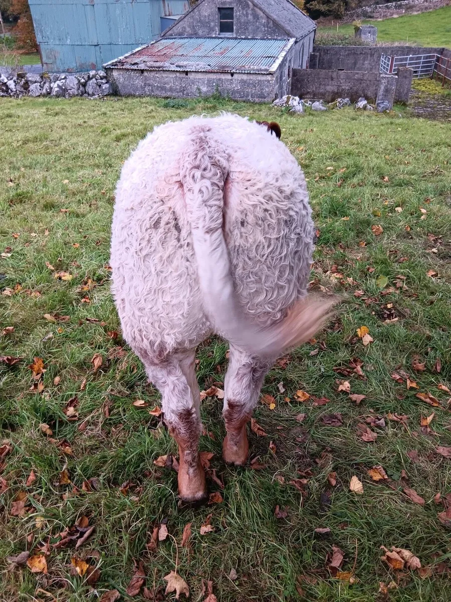Roan heifer - Image 2