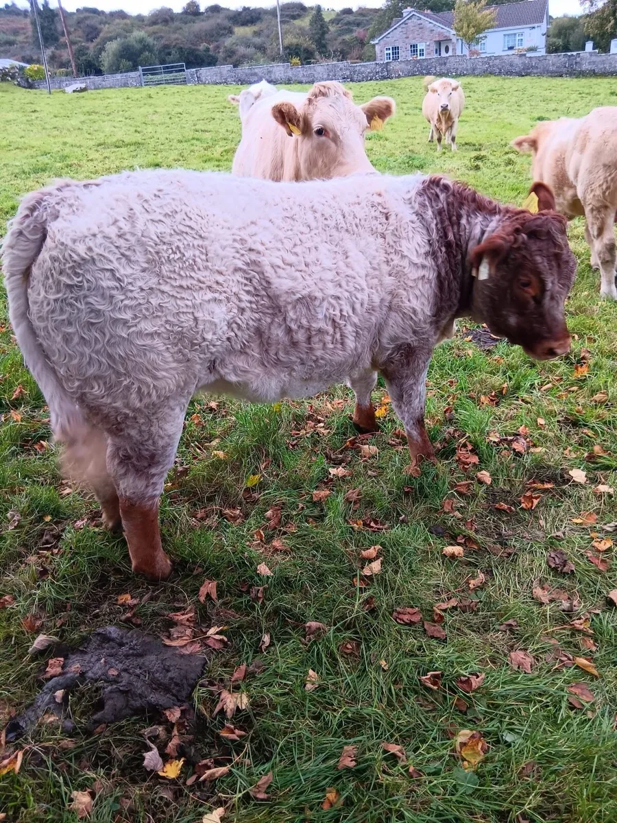 Roan heifer - Image 3