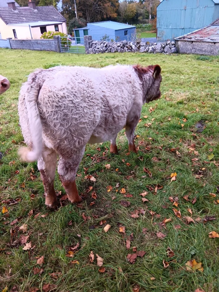 Roan heifer - Image 4
