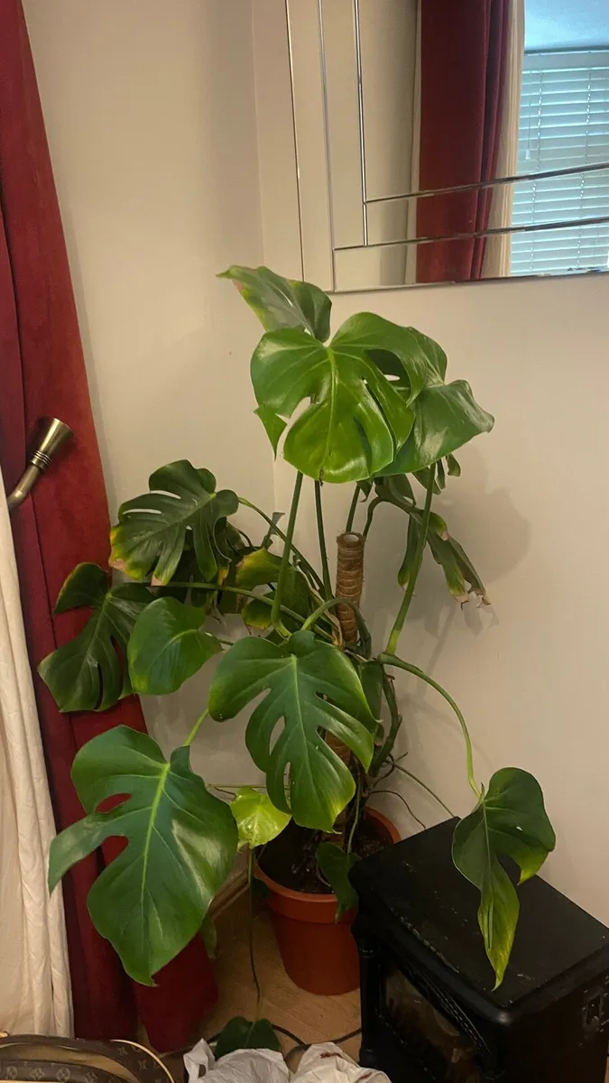 Monstera plant - Image 1