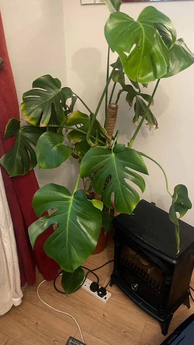 Monstera plant - Image 2