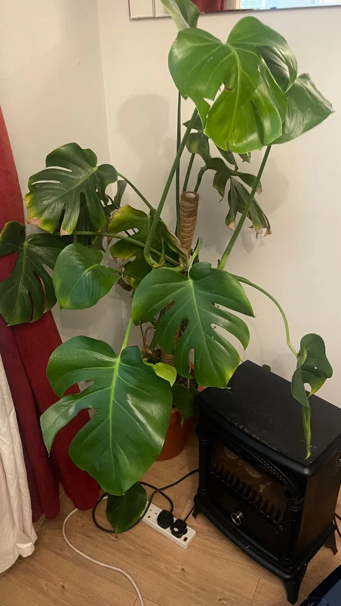 Monstera plant - Image 3