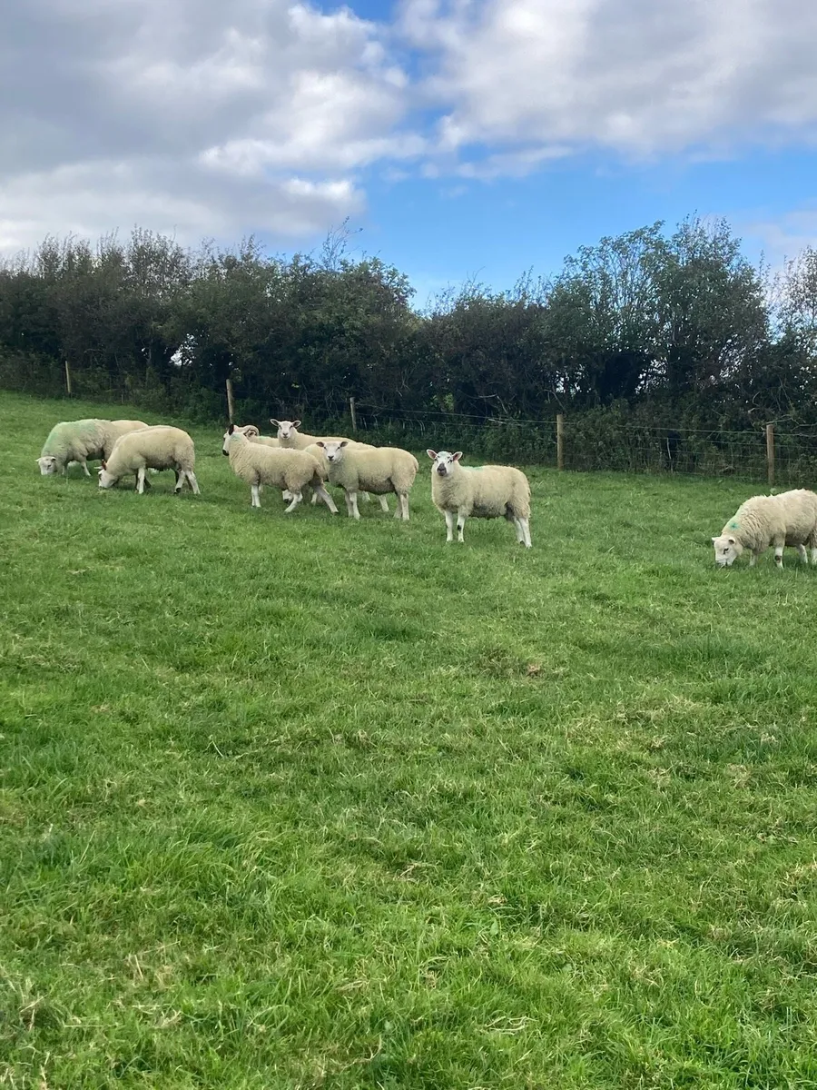 Ram lambs - Image 2