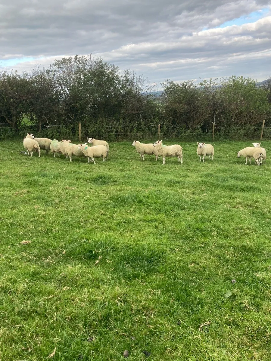 Ram lambs - Image 4