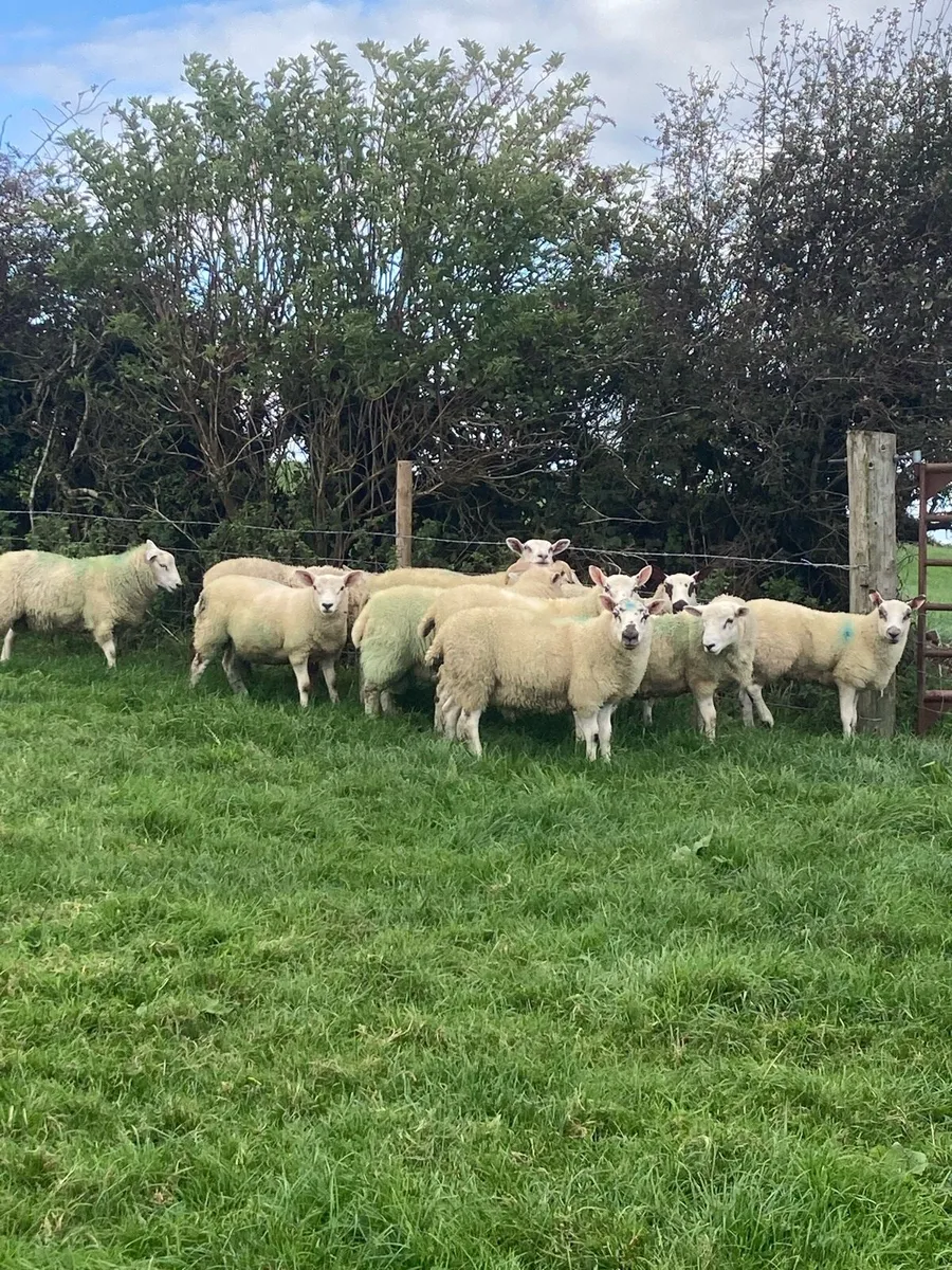 Ram lambs - Image 1