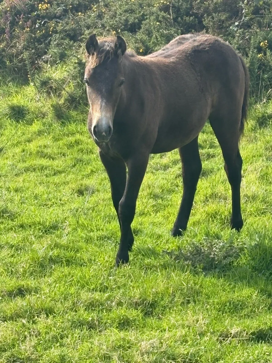 Connemara colt - Image 1