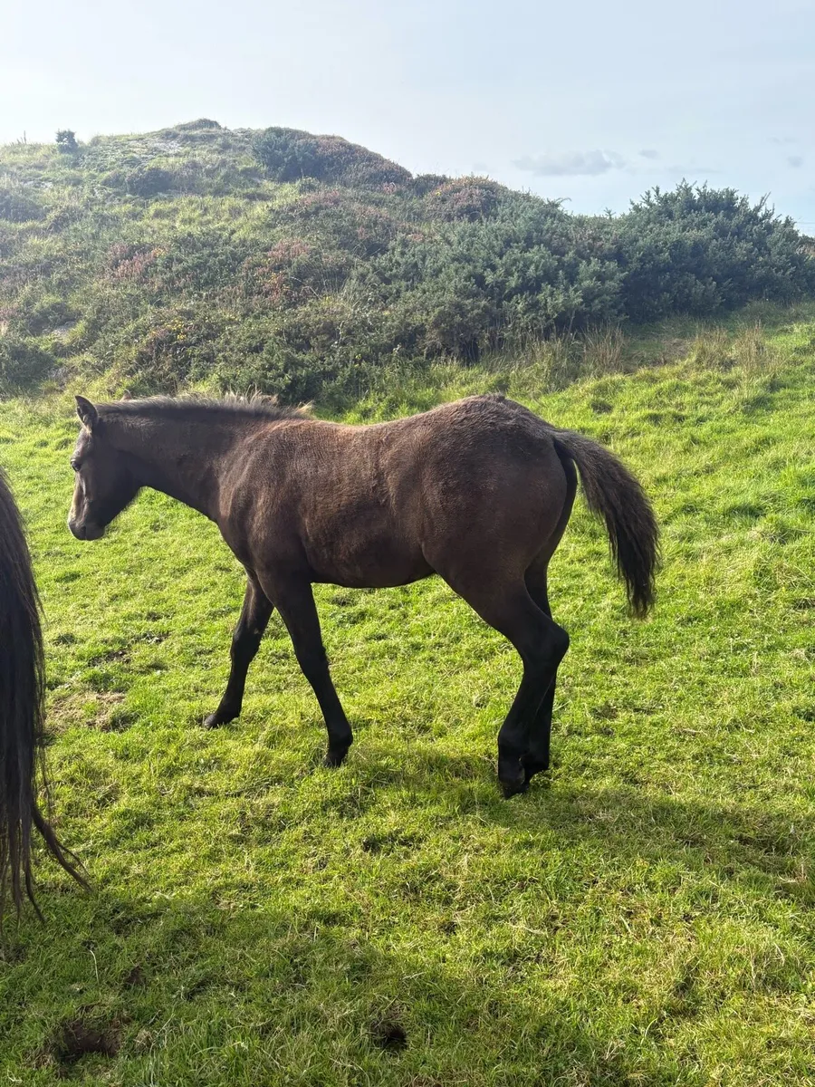 Connemara colt - Image 2