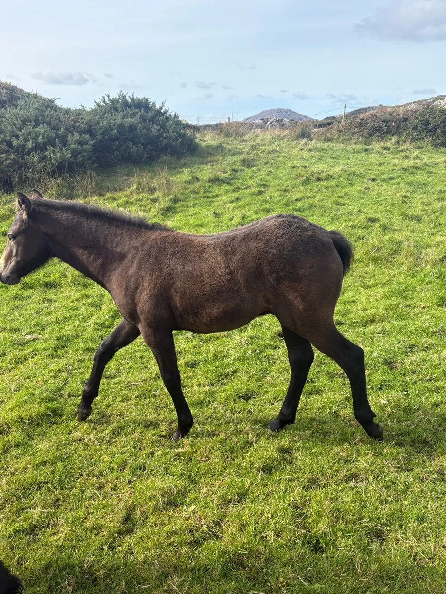 Connemara colt - Image 3