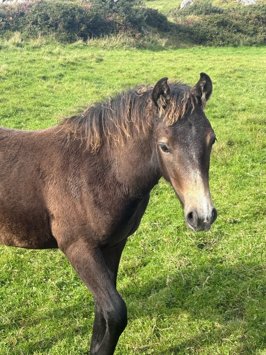 Connemara colt - Image 4