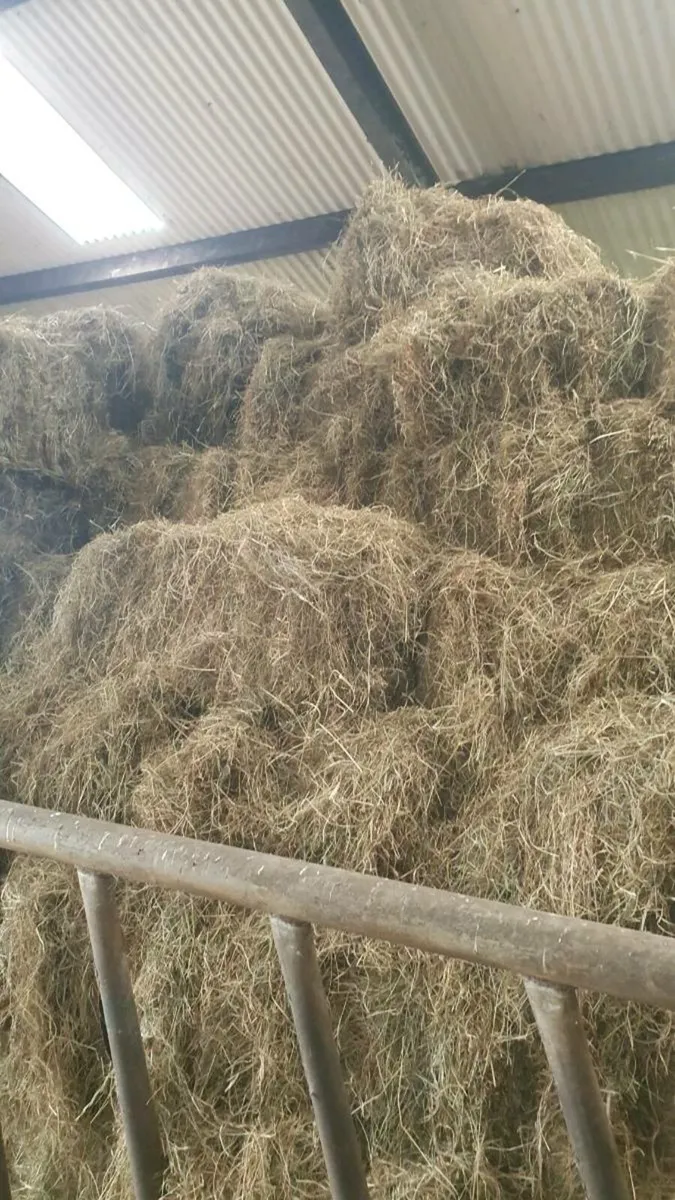 Square bales - Image 2