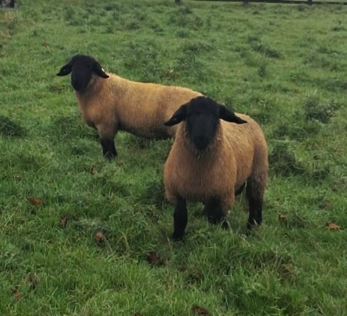 Pedigree Suffolk Rams - Image 1