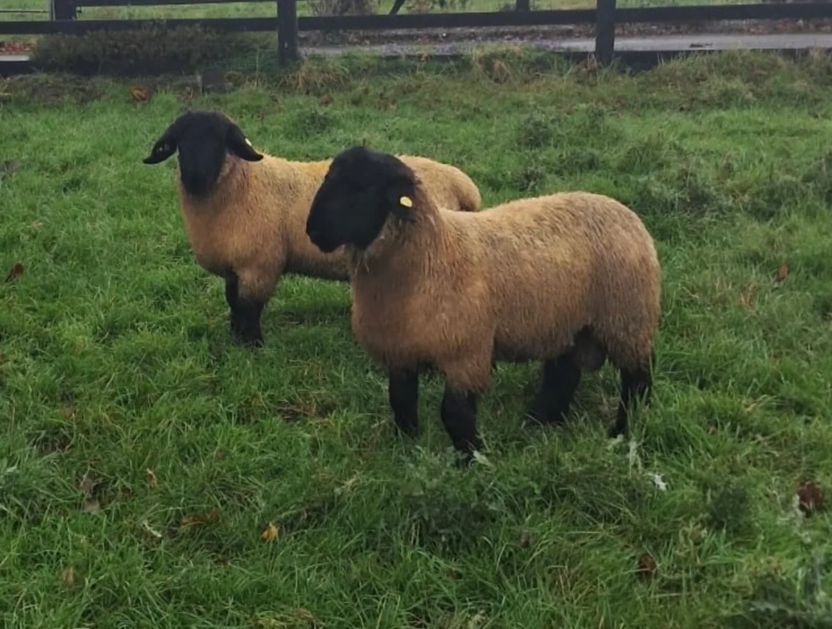 Pedigree Suffolk Rams - Image 2
