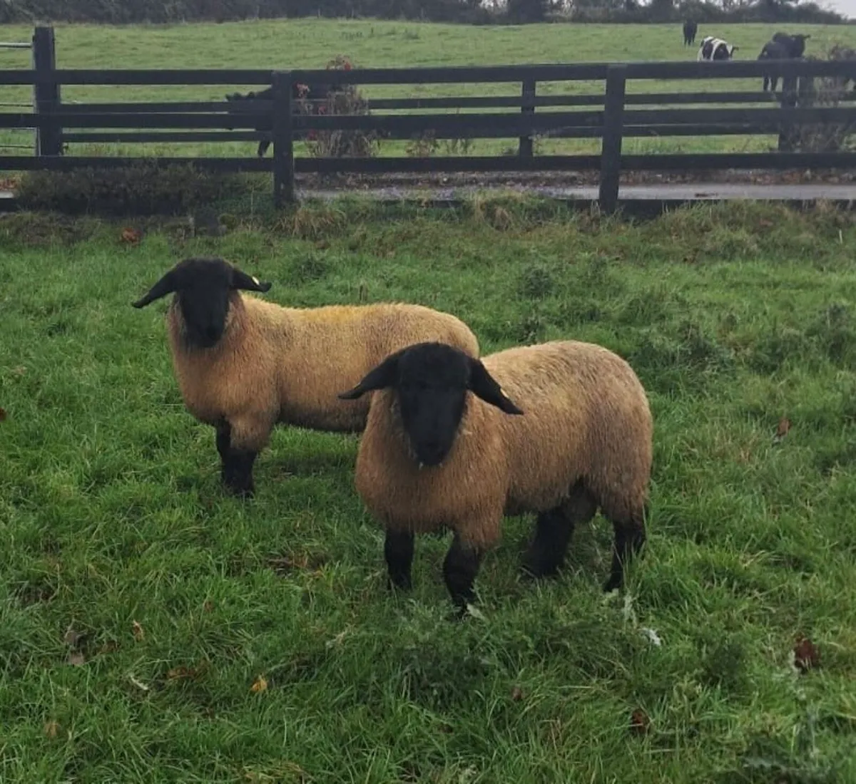 Pedigree Suffolk Rams - Image 3