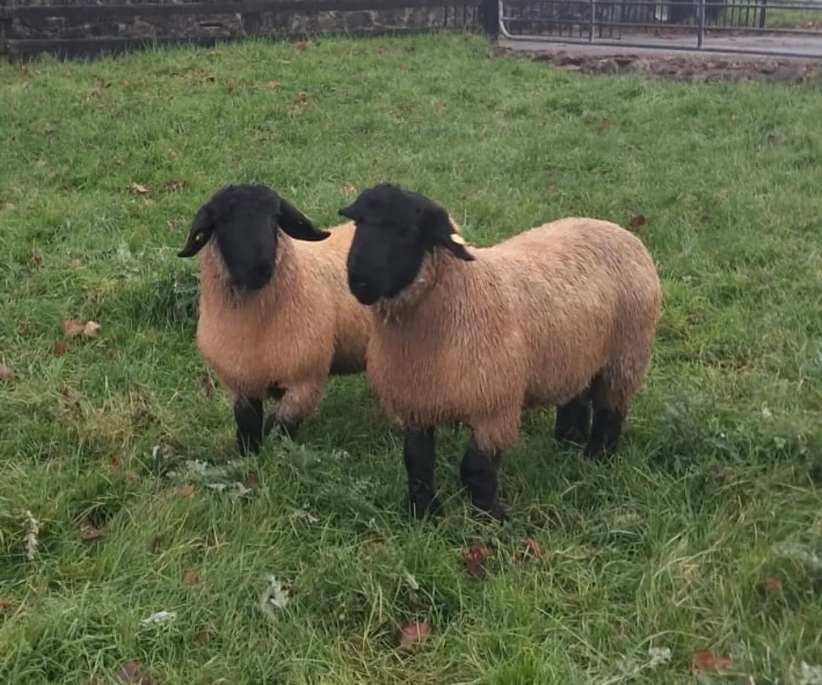 Pedigree Suffolk Rams - Image 4