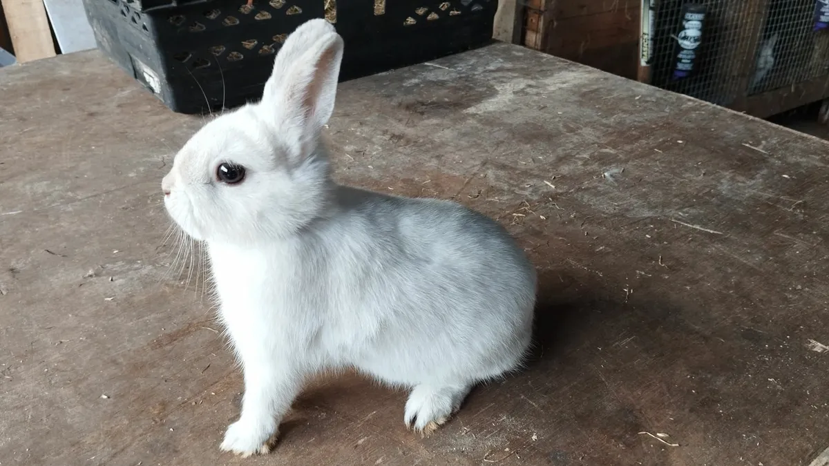 Rabbit